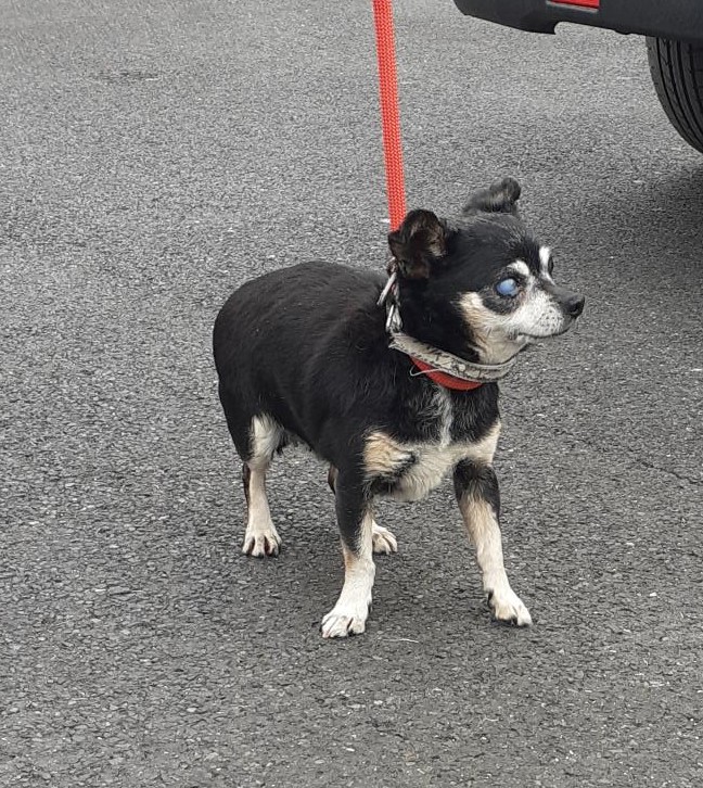 Chihuahua found in Knutton