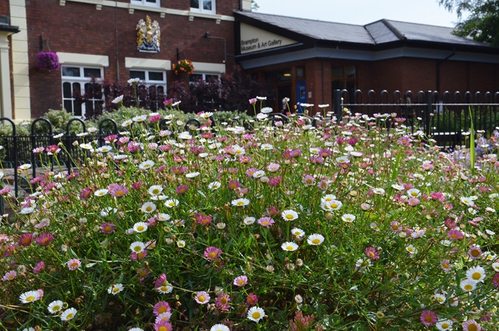 Brampton museum daisies