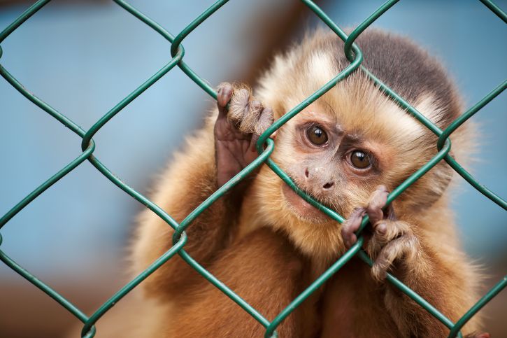 Image of capuchin looking through a fence