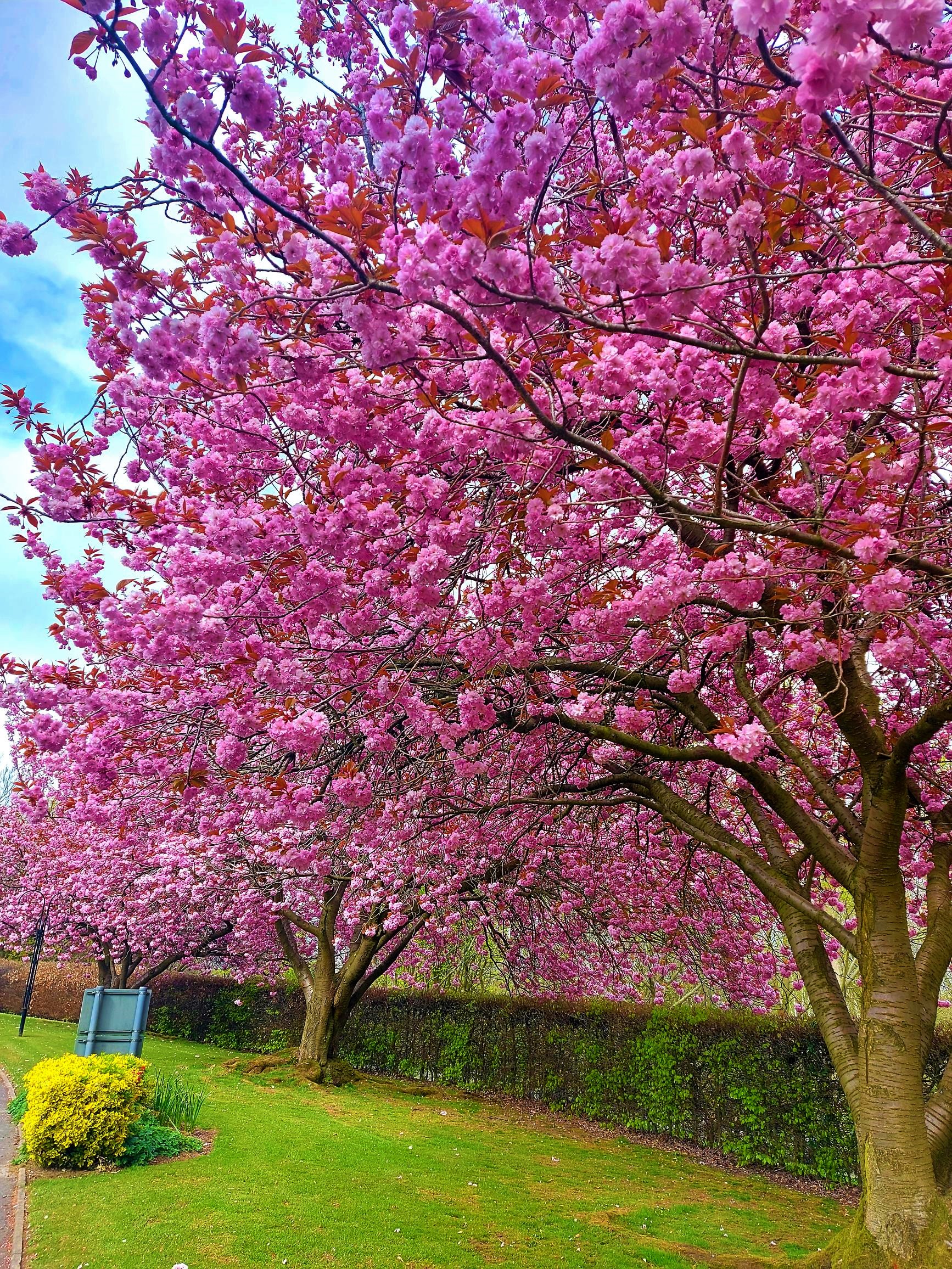 Crematorium blossom tree