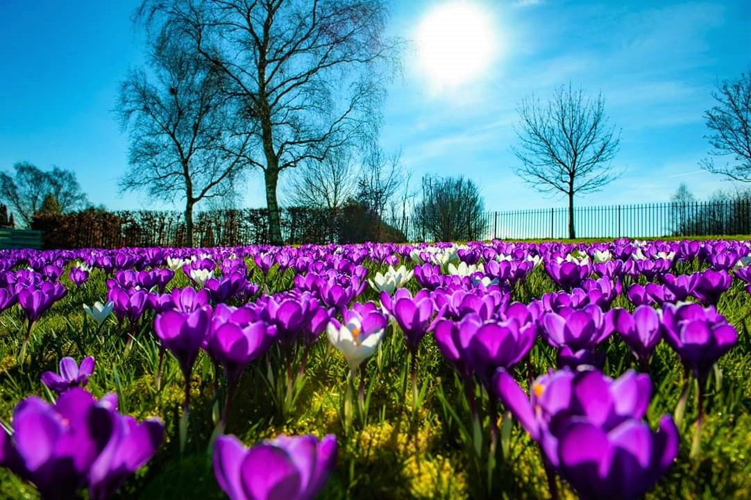 Crocuses at the crematorium