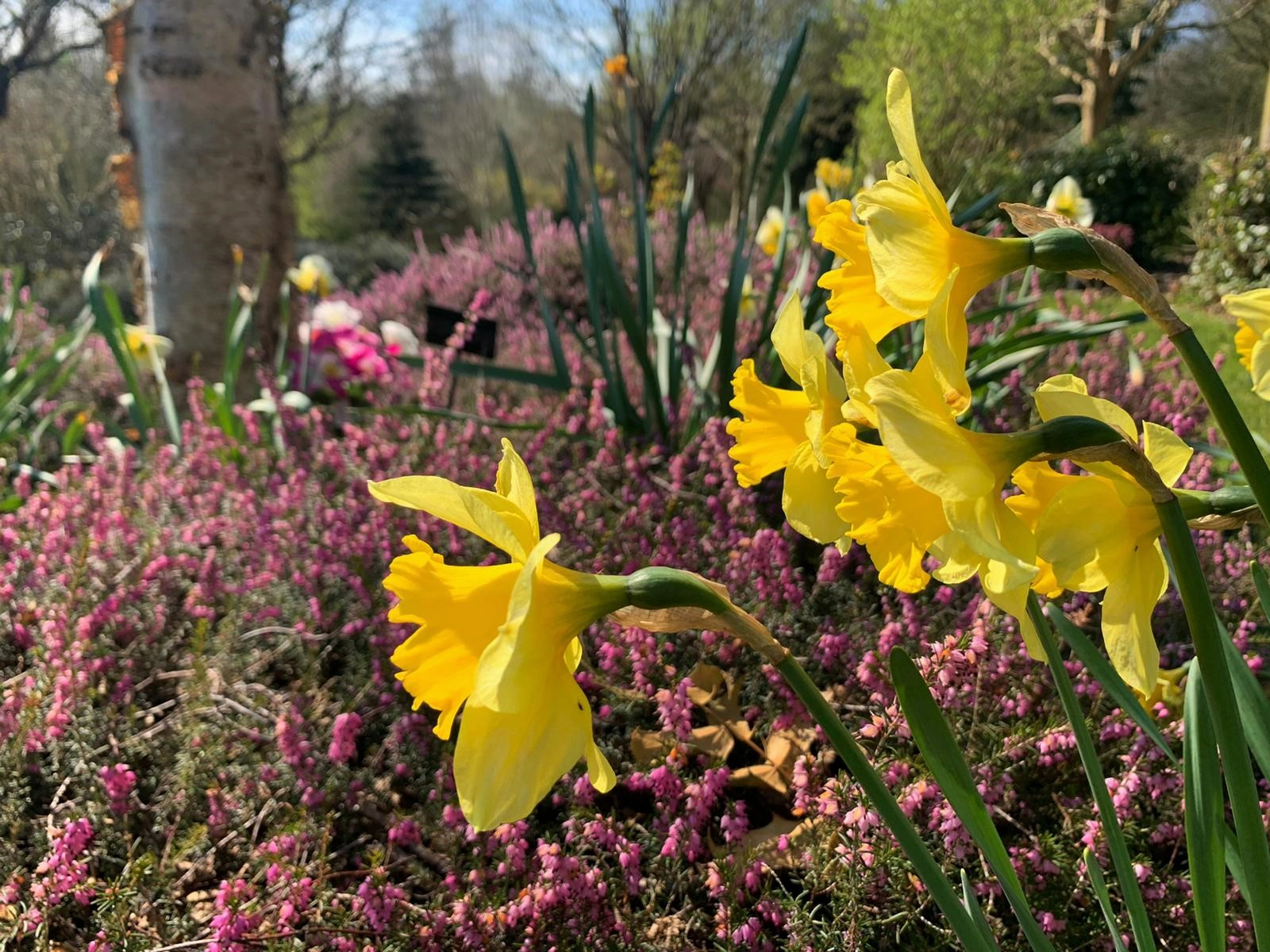 Crematorium daffodils