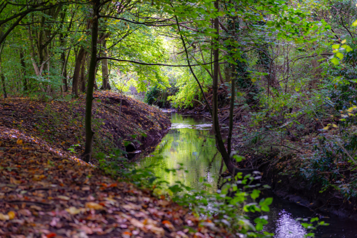 Friends of lyme brook