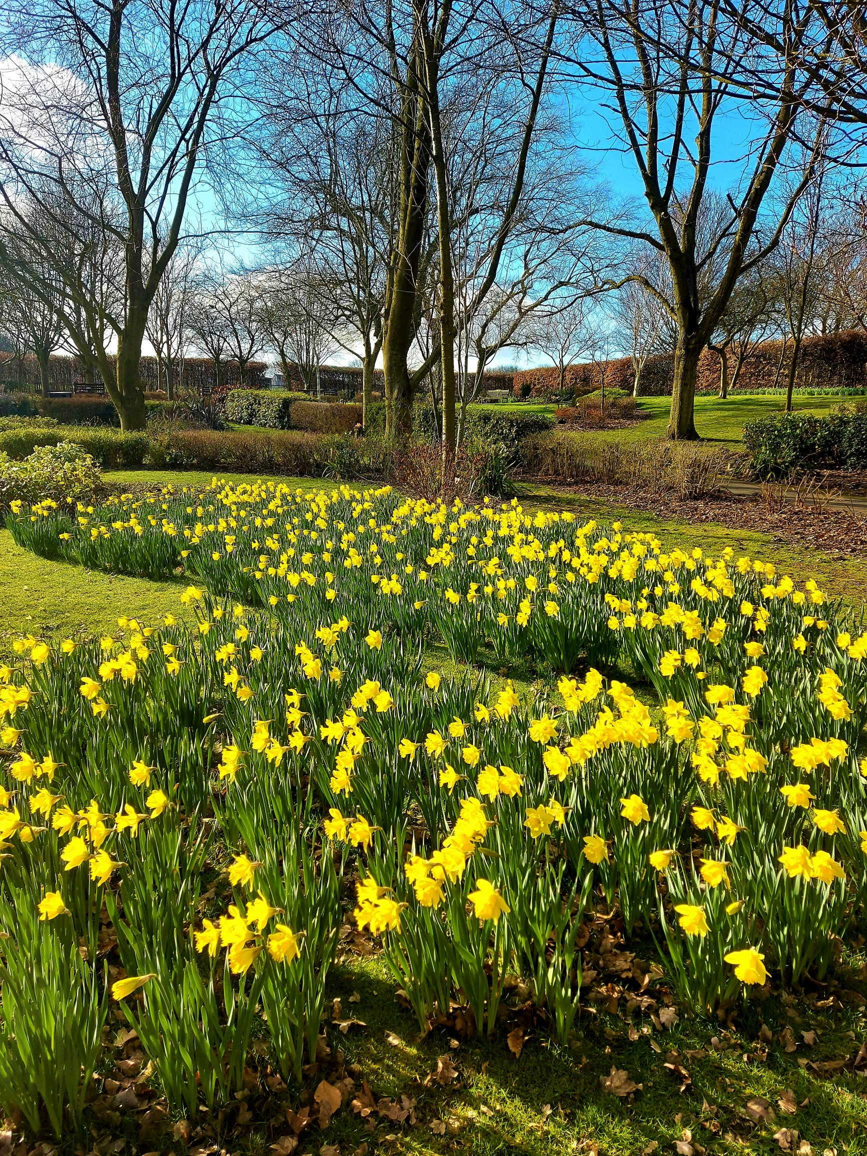 Daffodils