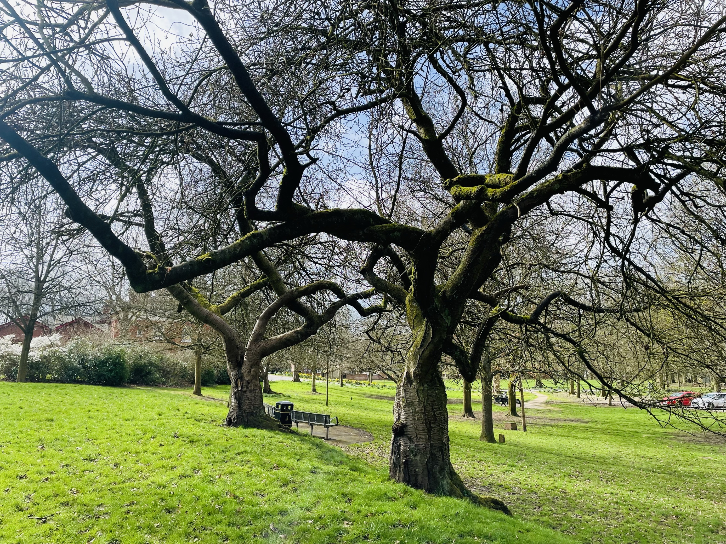 Trees in one of our green spaces