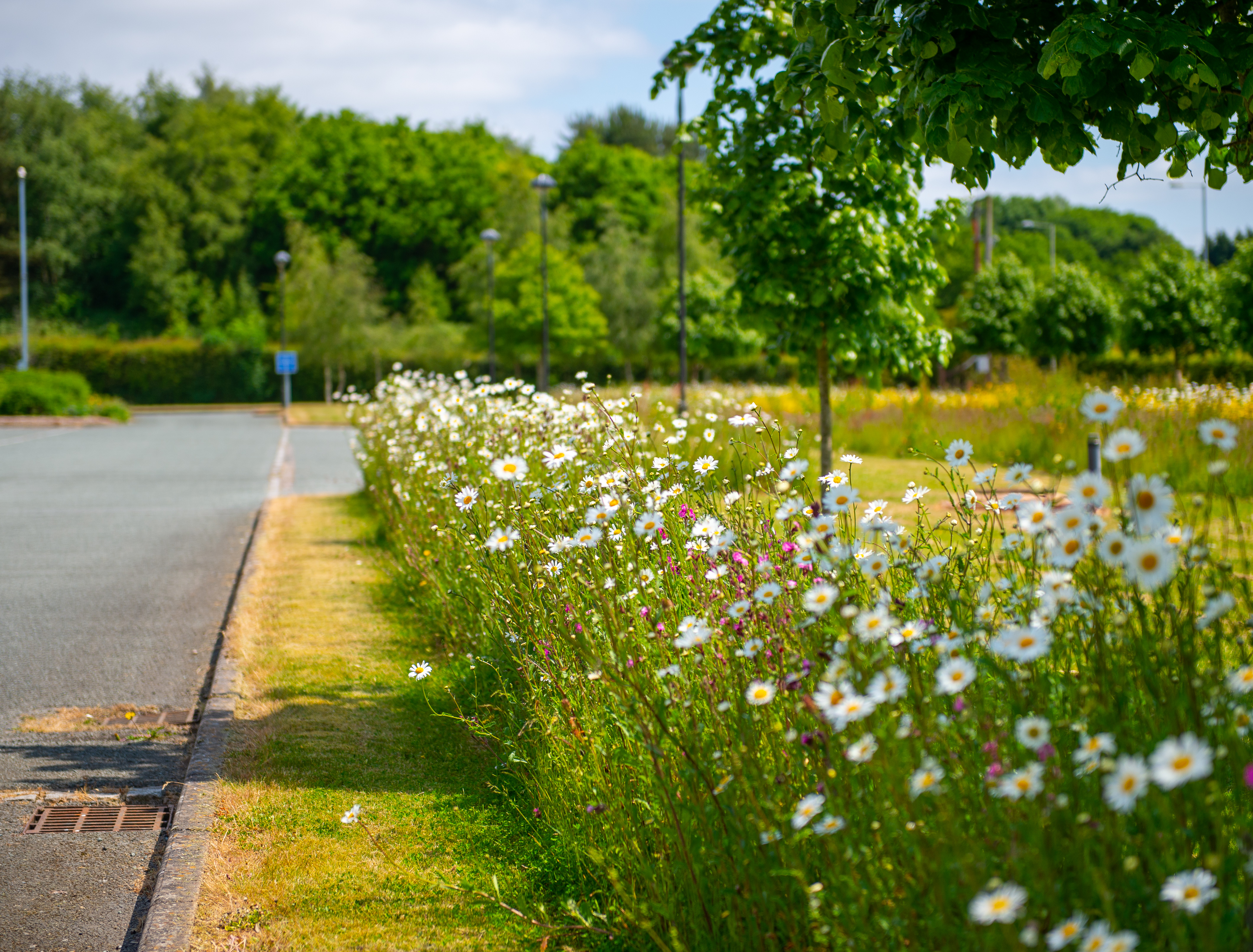 Keele cemetery with daisies