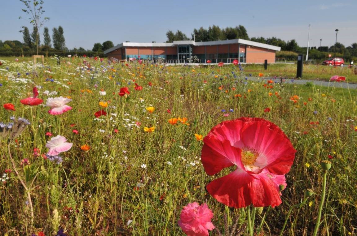 Keele red poppy