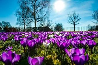 Crocus flowers