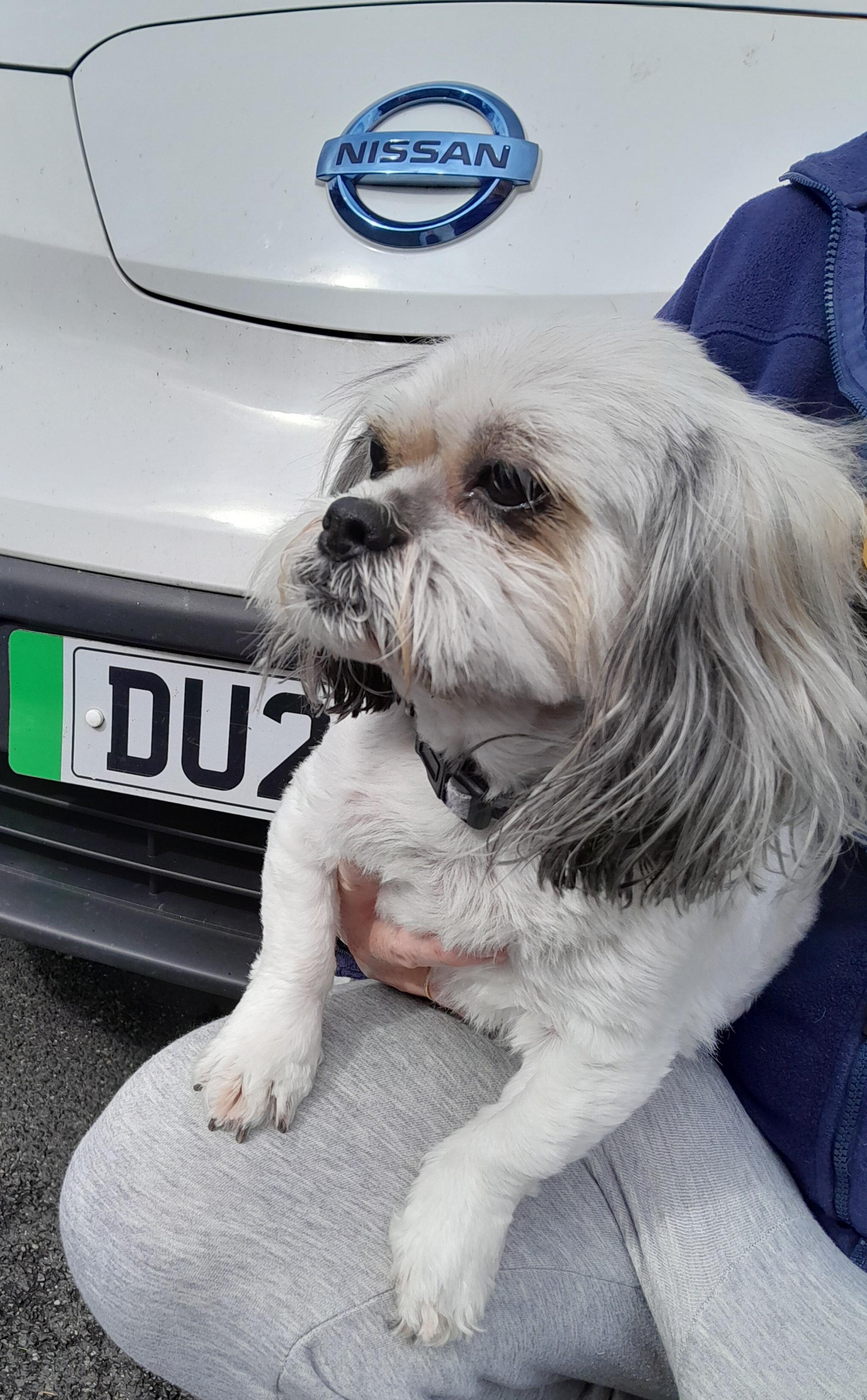 Shih-Tzu, found in Bradwell. Reference 5582