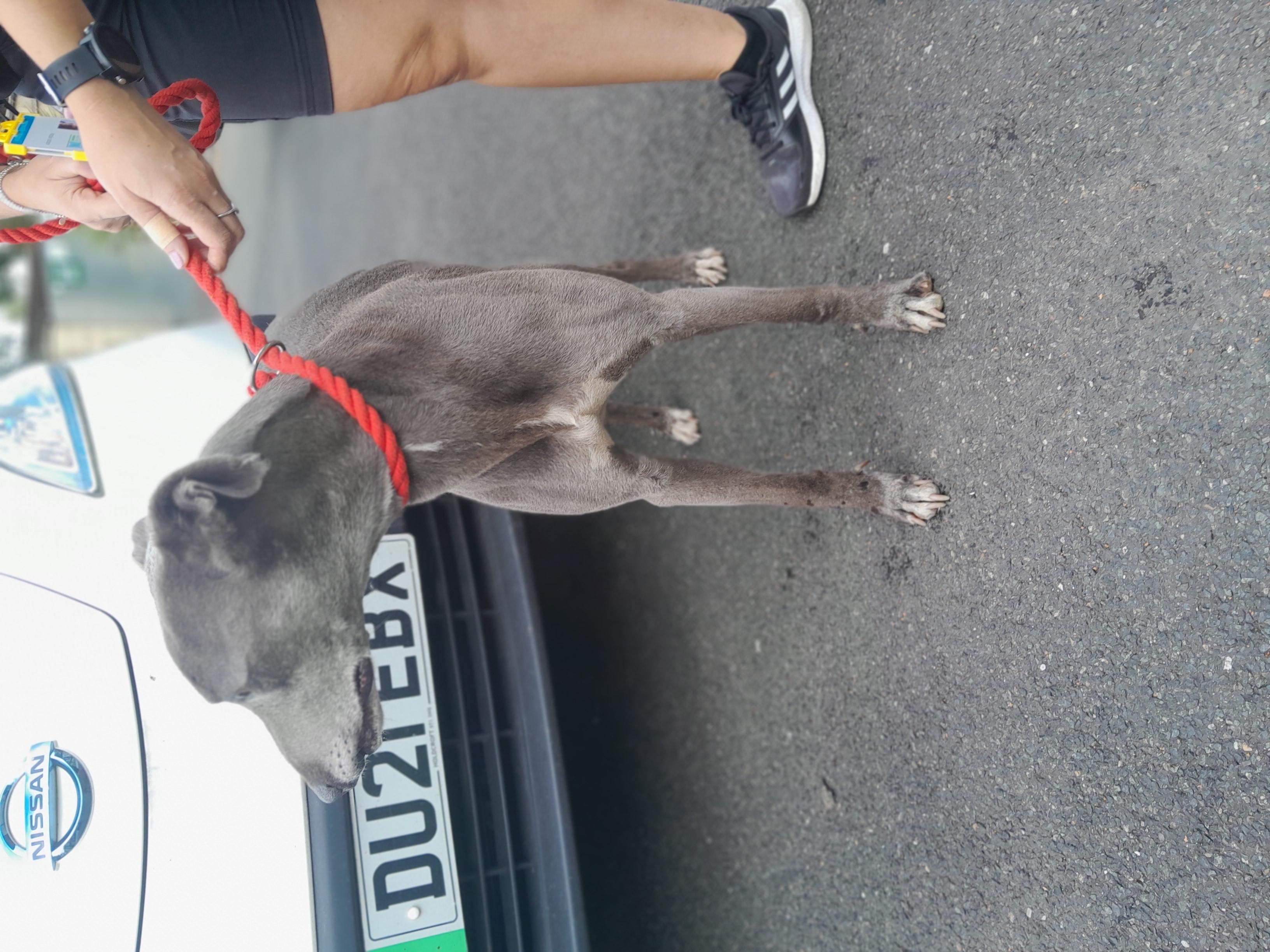 Stray dog 5665