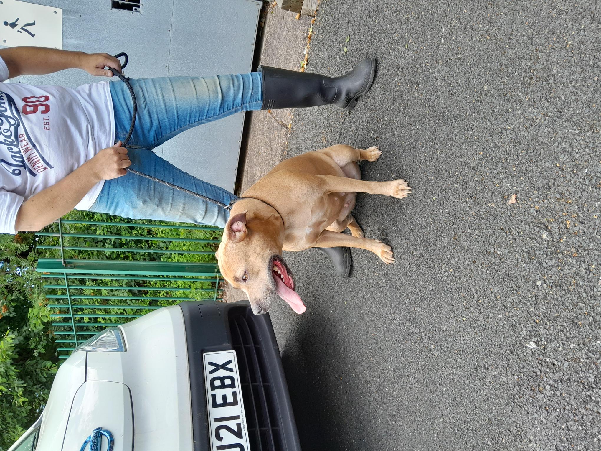 Stray dog ref 5662