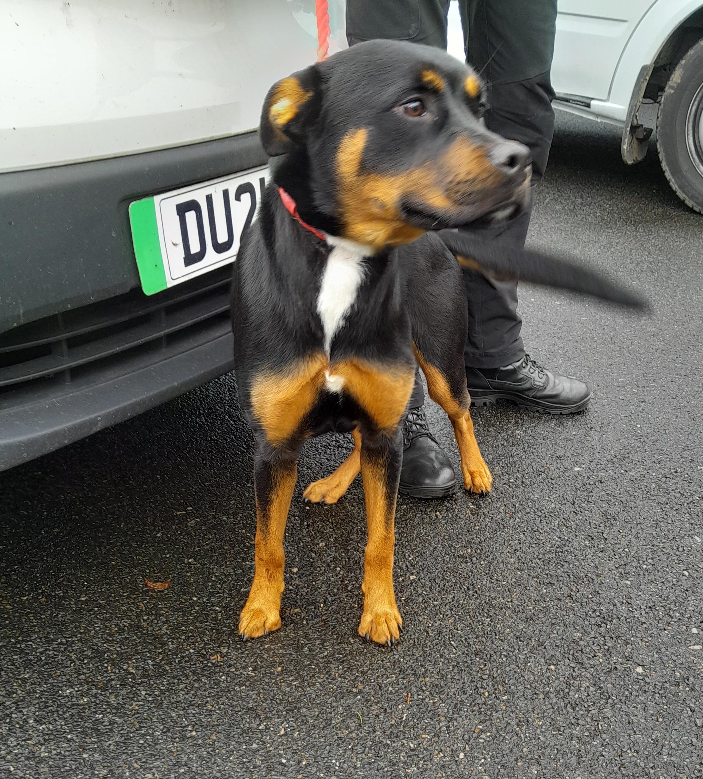 Stray dog ref 5670
