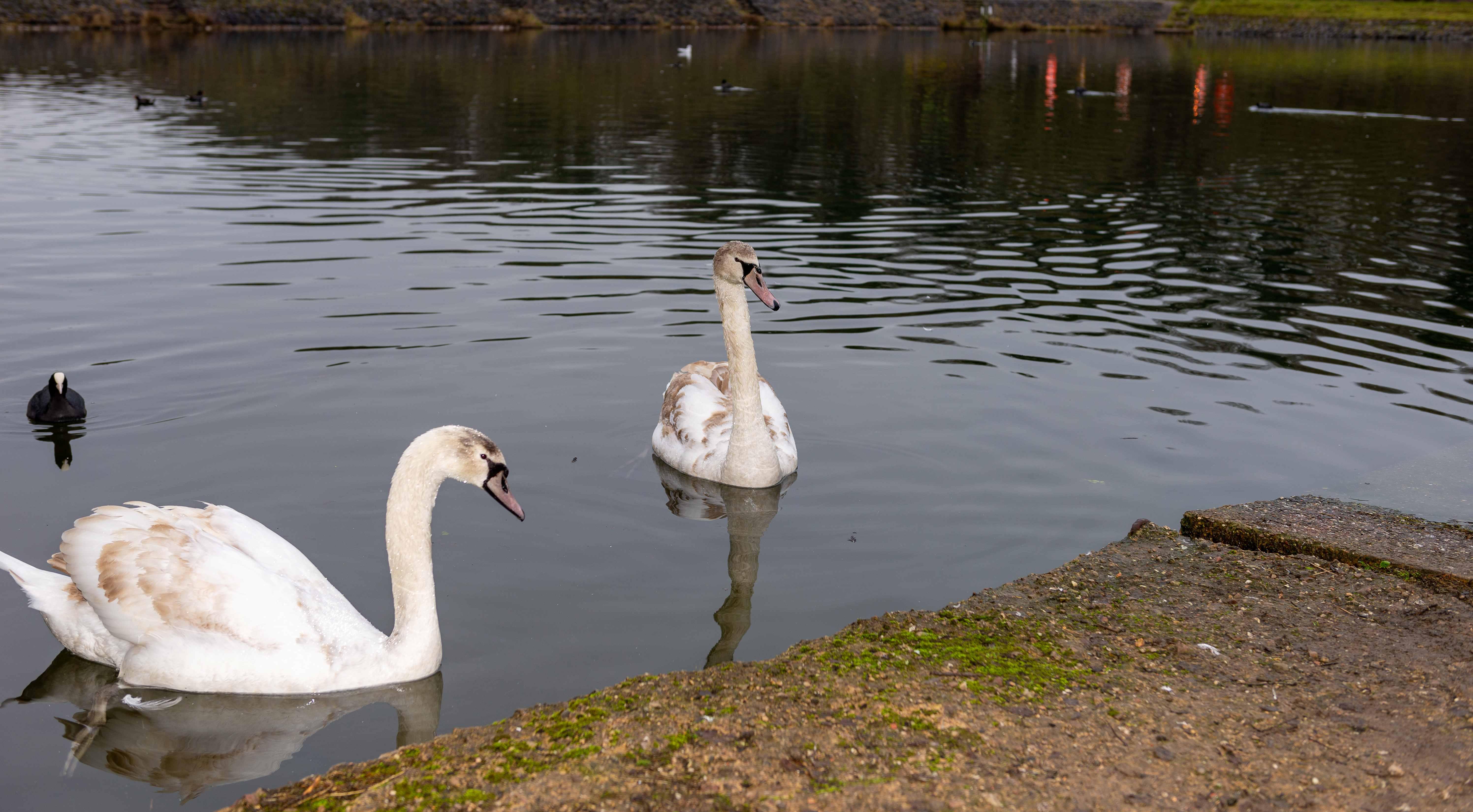 Swans at Bathpool Park in Kidsgrove.