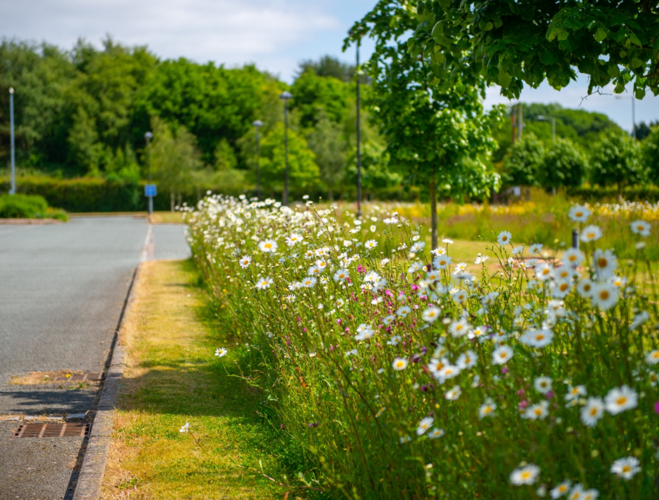 Newcastle-under-Lyme Borough Council, biodiversity, environment, grasslands strategy, health, net zero.