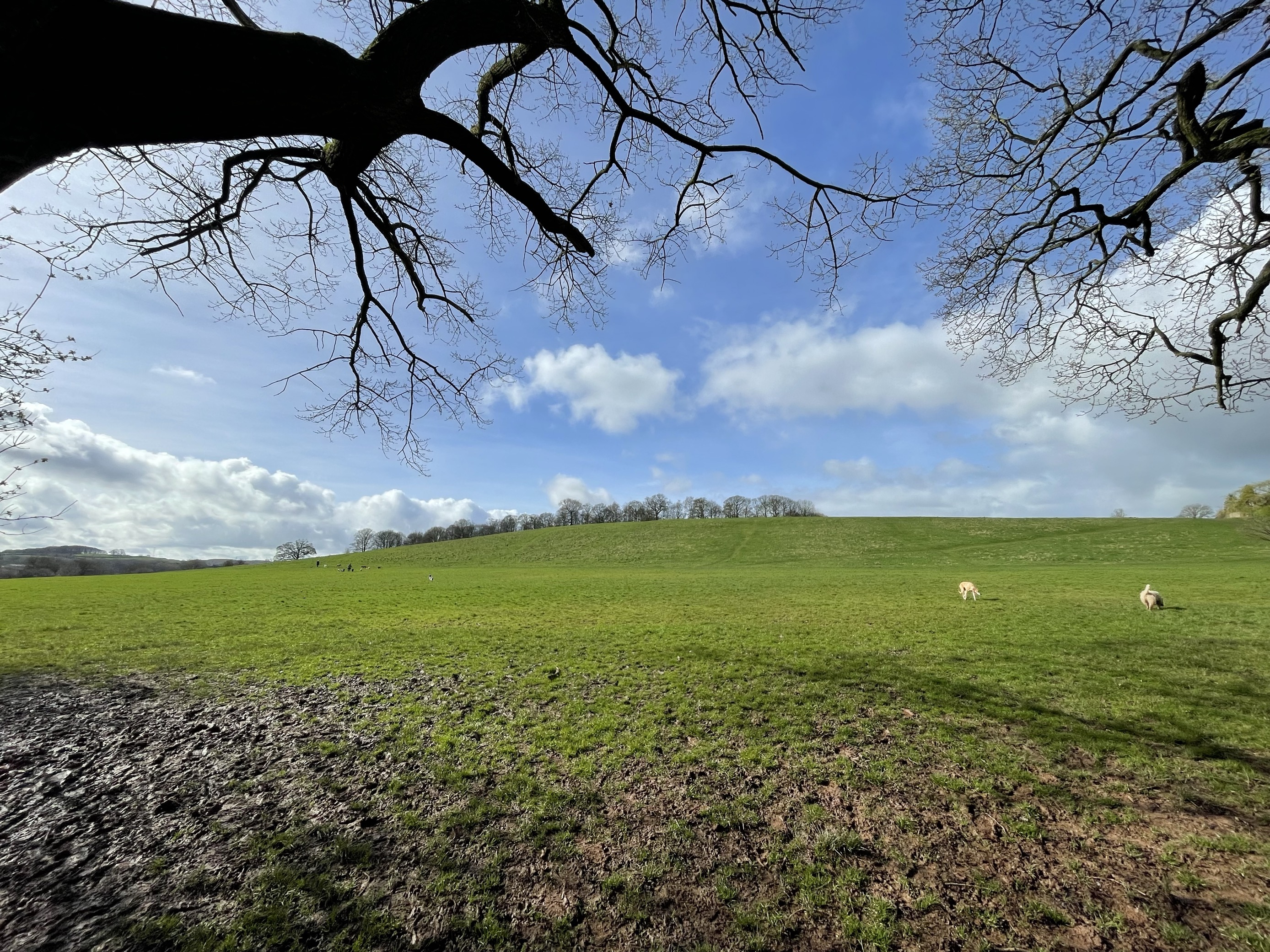 Wye Road park