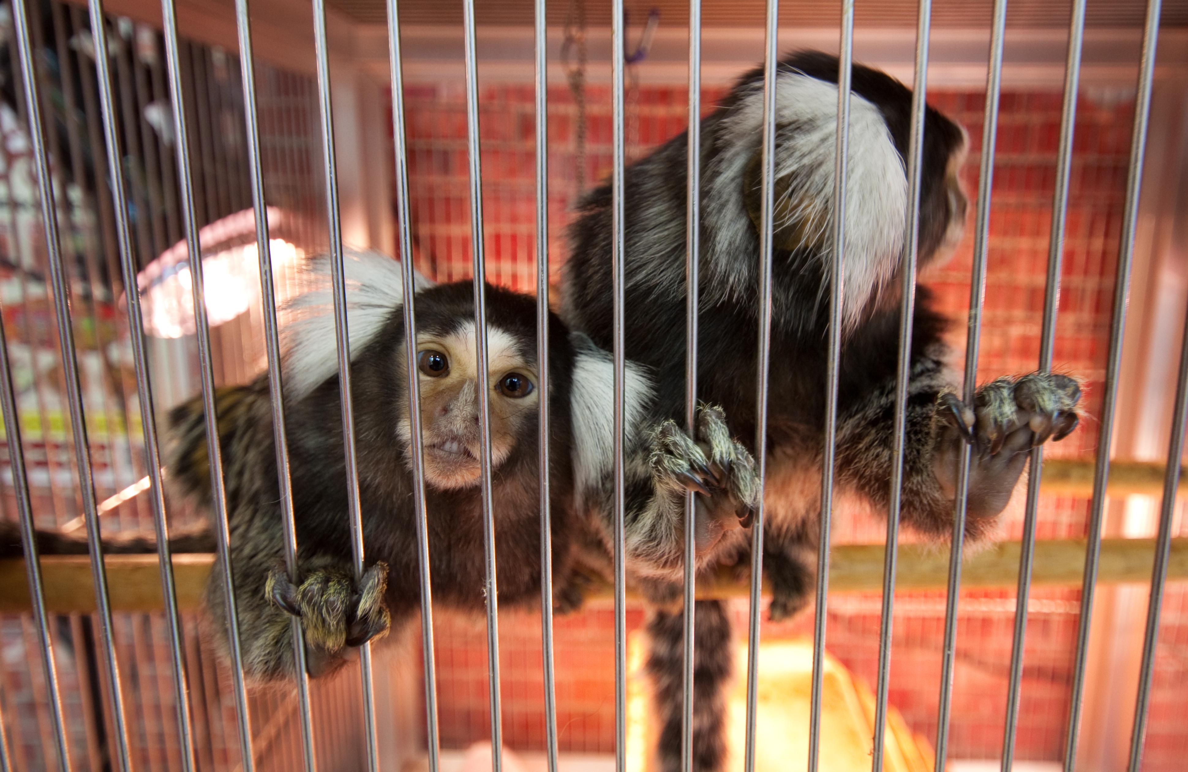 Marmoset monkey.