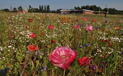 Newcastle-under-Lyme Borough Council, Fields in Trust charity, legal protection, Deed of Dedication, parks, open spaces, playgrounds, sports fields, cemeteries.